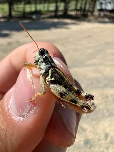 Melanoplus bohemani
