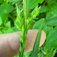 Henderson's Sedge thumbnail 3