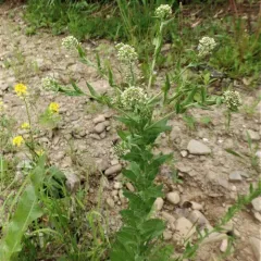 field peppergrass thumbnail 4