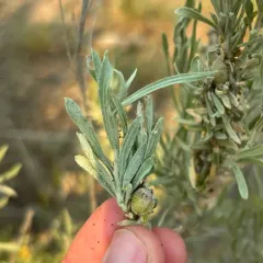 Sponge Gall Midge thumbnail 3