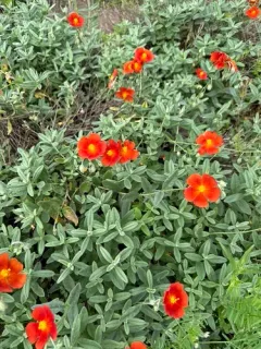 wingpod purslane thumbnail 3