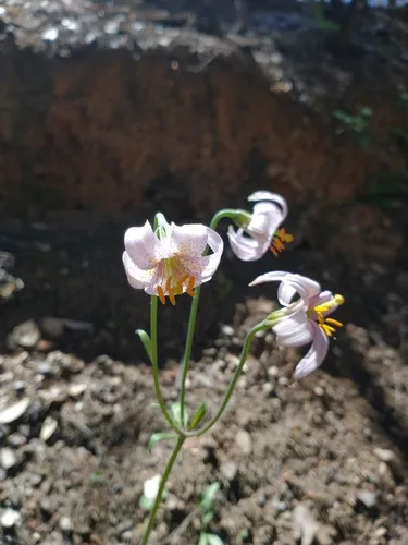 redwood lily