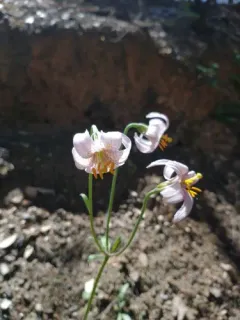 redwood lily thumbnail 1