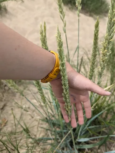 lyme grass