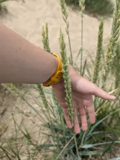 lyme grass thumbnail 1