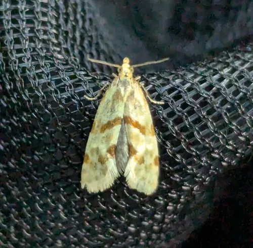 Smeathmann's Aethes Moth