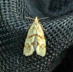 Smeathmann's Aethes Moth thumbnail 1