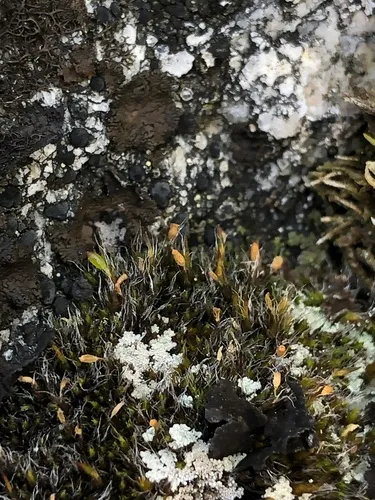 Grimmia alpestris