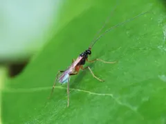 Macrocentrus marginator thumbnail 4