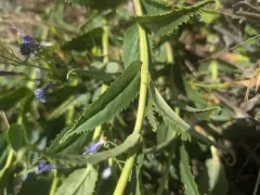 Venus Penstemon thumbnail 2