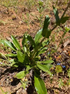 Blue Mountain Beardtongue thumbnail 4
