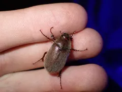 Phyllophaga crenulata thumbnail 3