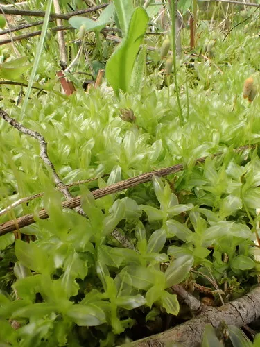 alpine thyme-moss