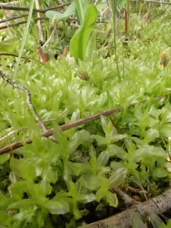 alpine thyme-moss thumbnail 1
