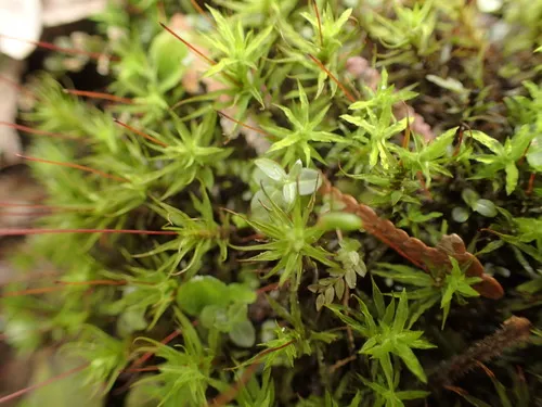 Warrior Moss