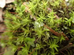 Warrior Moss thumbnail 1