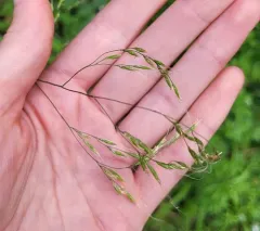 crinkle-awn fescue thumbnail 3