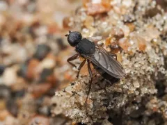 Orygma luctuosum thumbnail 1