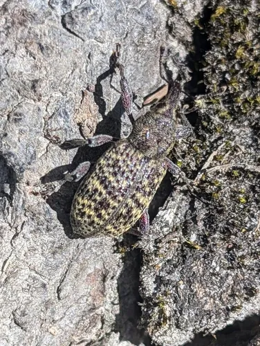 Warren's Rootcollar Weevil