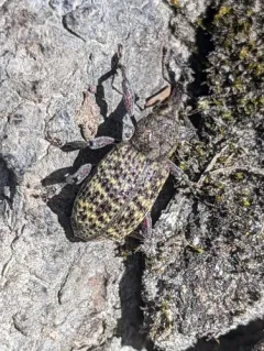 Warren's Rootcollar Weevil thumbnail 1
