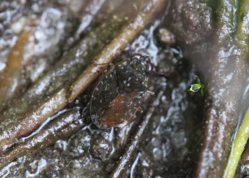Ochterus banksi