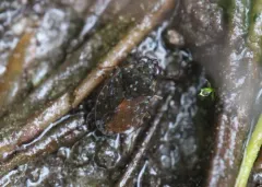 Ochterus banksi thumbnail 1