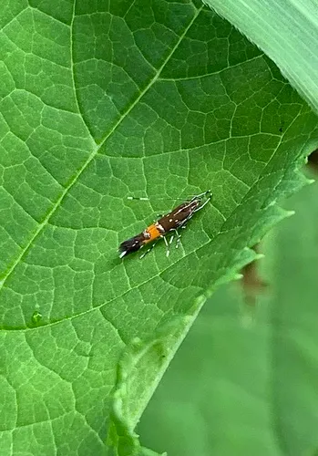 Cosmopterix gemmiferella