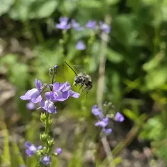 Pickerelweed Longhorn Bee thumbnail 3