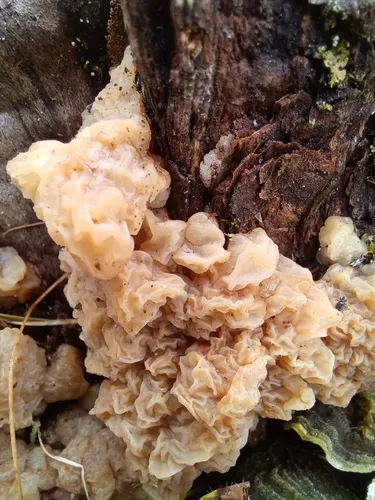 Exidia candida