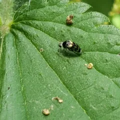 Three-lobed Tumbling Flower Beetle thumbnail 1