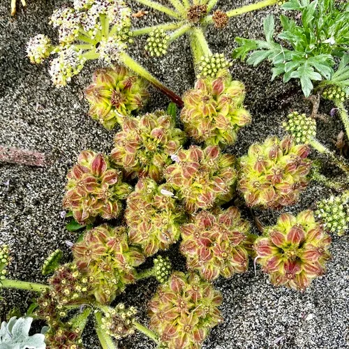 Beach Glehnia