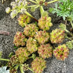 Beach Glehnia thumbnail 1
