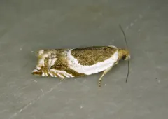Ancylis spiraeifoliana thumbnail 3