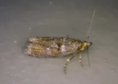 Ortholepis myricella thumbnail 2