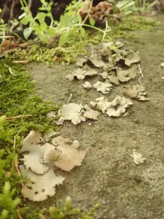 Dermatocarpon reticulatum thumbnail 3