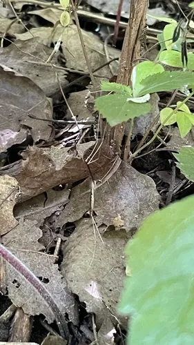 Brachypremna dispellens