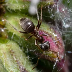 Black Garden Ant thumbnail 2
