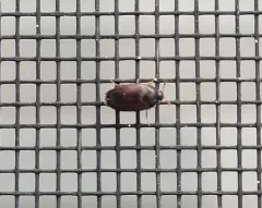 Attagenus brunneus thumbnail 4