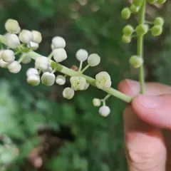 black cohosh thumbnail 4
