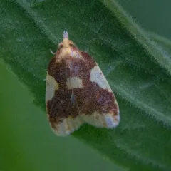 Beautiful Sparganothis thumbnail 3