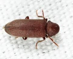 Eastern Deathwatch Beetle thumbnail 2