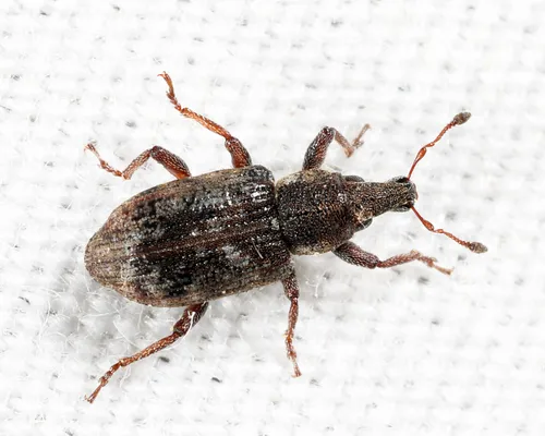 Listronotus maculicollis