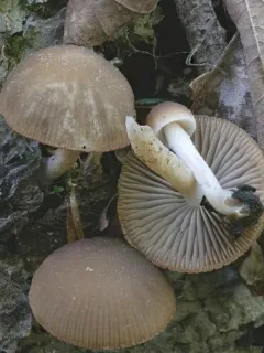 Psathyrella seminuda thumbnail 2