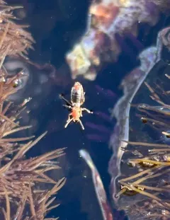 Liparocephalus cordicollis thumbnail 3