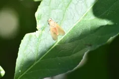 Arthroceras pollinosum thumbnail 1