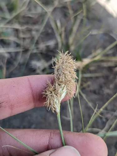 Douglas' sedge