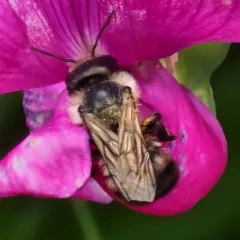 Bufflehead Mason Bee thumbnail 4
