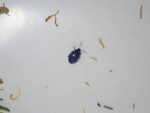 Psylliodes dulcamarae