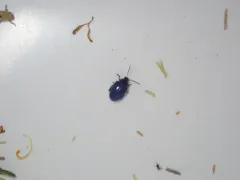 Psylliodes dulcamarae thumbnail 1