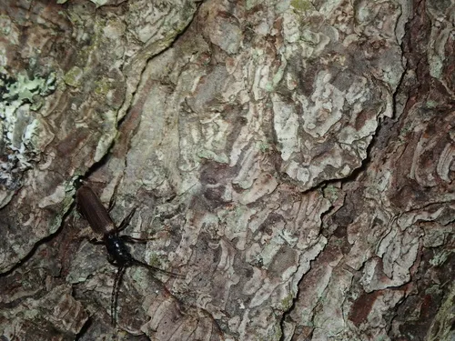 Brown Spruce Longhorn Beetle